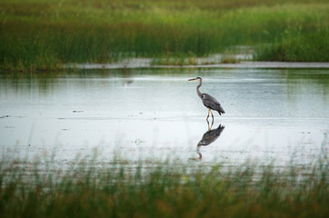Grey Heron Bird