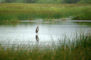 Grey Heron bird in water