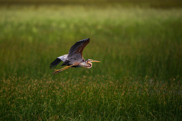 Purple Heron over paddy fields