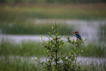 Bird in rain in a paddy field