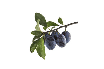 plum on a branch white background