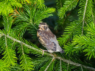 Wild Turdus Thrush Bird Chick Hiding in Fir Tree