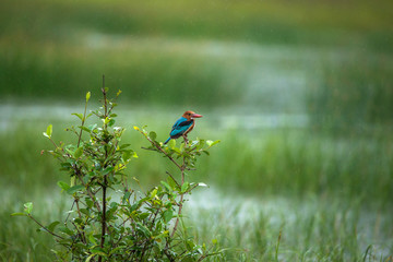 Kingfisher in rain