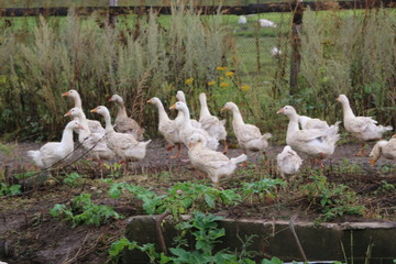 a flock of white geese grazes in the clearing