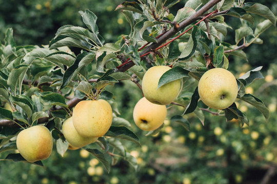Golden apples ready for picking from the tree in an orchard in the autumn