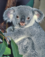 portrait of male Koala, Phascolarctos cinereus, sitting on eucalyptus