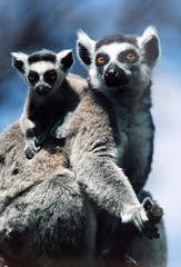 female Ring-tailed Lemur, Lemur catta, with young