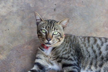 Cat rest on cement background.