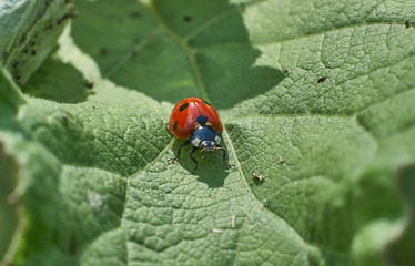 Ladybug grazing on  green leaf.