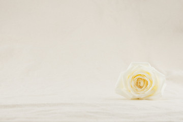 White rose from side view with copy space