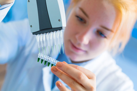 using a multi channel pipette for pcr  processing in microbiological laboratory