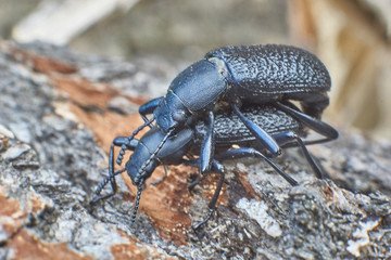   Ground beetles   in the forest.