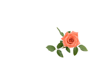 Orange rose with green leaves isolated on white background with copy space from top view, selective focus on flower