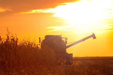 Combine Operator Harvesting Corn on the Field in Summer Evening