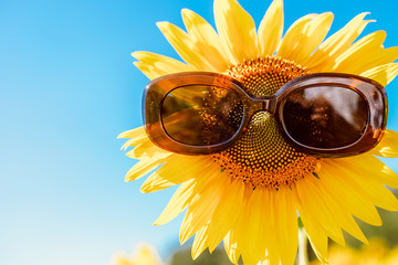Sunflower with sunglasses on it in sunflower field