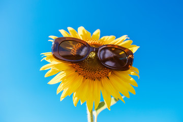 Sunflower with sunglasses on it in sunflower field