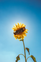 Sunflower with sunglasses on it in sunflower field