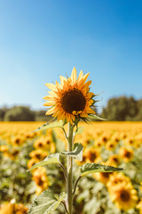 Close up of sunflower in a sunflower field, blue sky
