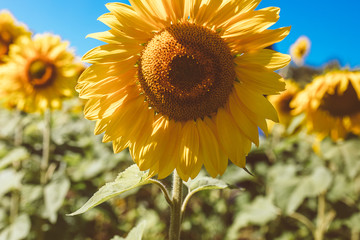 Close up of sunflower in a sunflower field, blue sky