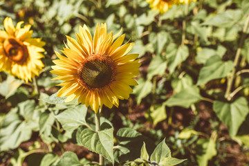 Close up of sunflower in a sunflower field, blue sky