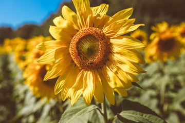 Close up of sunflower in a sunflower field, blue sky