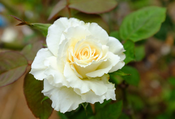 Closeup of White Rose.