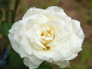 Closeup of White Rose.