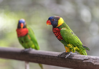 colourful Parrots, Singapore jurong bird Park