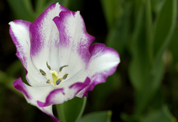 Tulip flowers, Singapore Gardens by the Bay