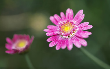 Fototapeta premium Cosmos flowers inside flower dome, Singapore