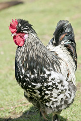 black and white rooster