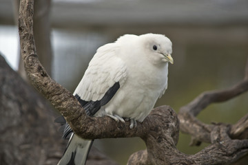 pied imperial pigeon