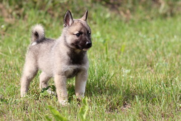 The West Siberian husky