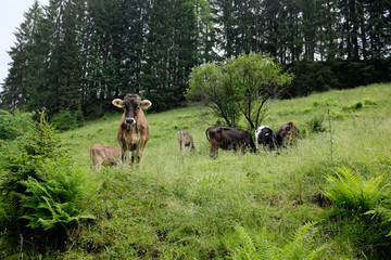cows in the alps, germany