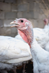 White turkeys on the farm