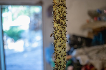 Adhesive tape with dead flies