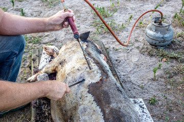 Obraz premium Burning a domestic pig before cutting. Removal of pig hair.