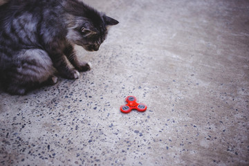 Red fidget spinner and gray cat.
