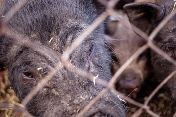 Pig on the farm behind the metal mesh