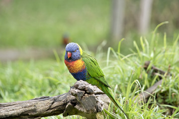 rainbow lorikeet