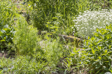 traditional rural herb garden