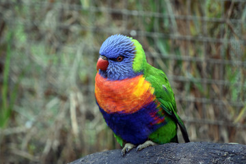 rainbow lorikeet