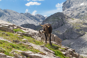 Fototapeta na wymiar Cow on a pasture in mountains.