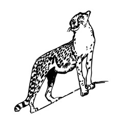 Silhouette drawing of a leopard up, on a white background.