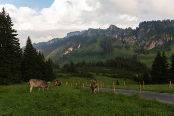 Fototapeta na wymiar cows in the alps, germany