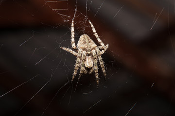 A spider on its web, shot close-up.