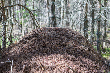 Obraz premium A large anthill in the forest.