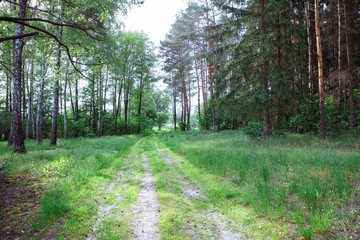 Fototapeta premium Forest dirt windy road disappearing into the distance