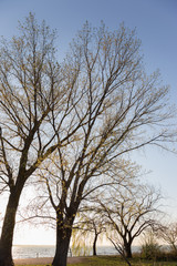 Some blossoming trees near a lake in spring