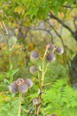 山野に咲くユニークなハバヤマボクチの花